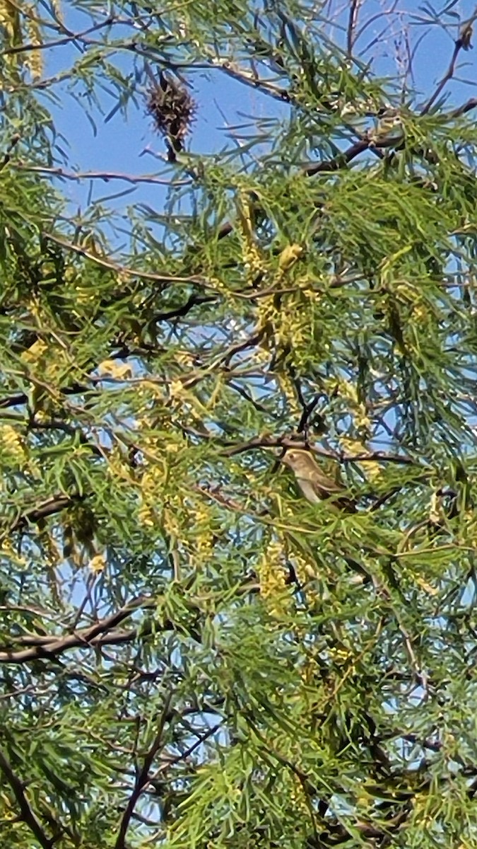 White-crested Elaenia - ML642549235