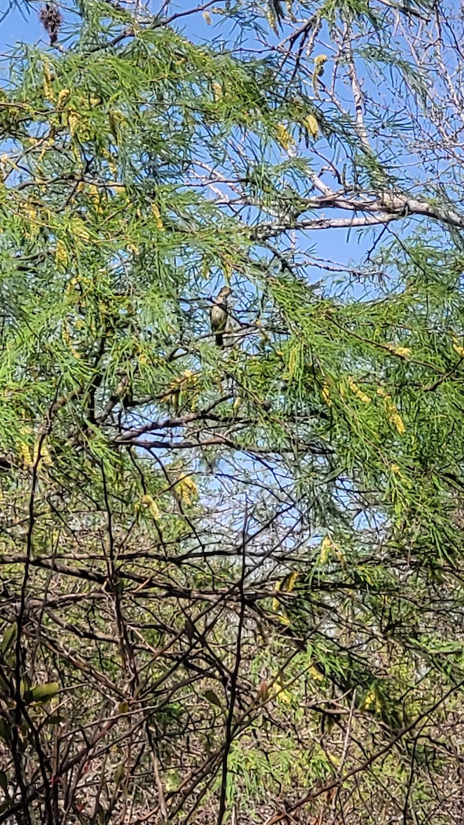White-crested Elaenia - ML642549236