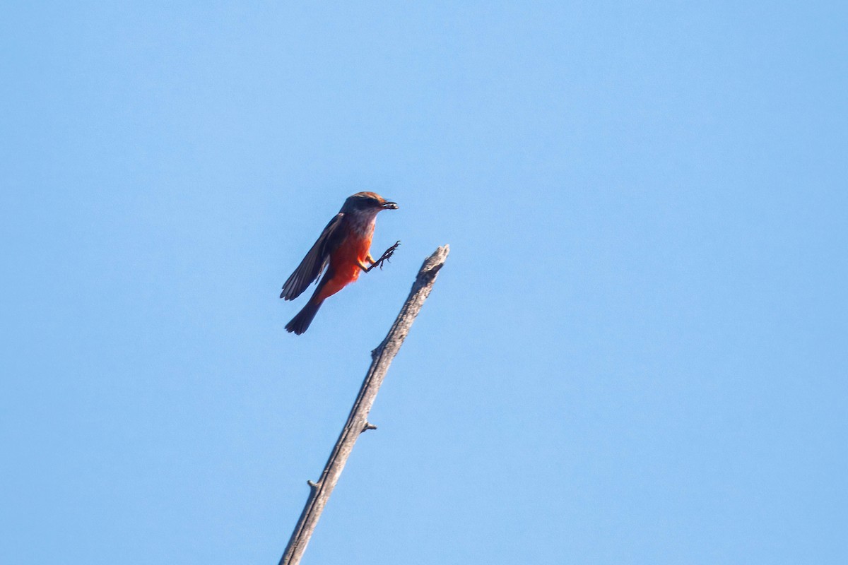 Vermilion Flycatcher - ML642549253