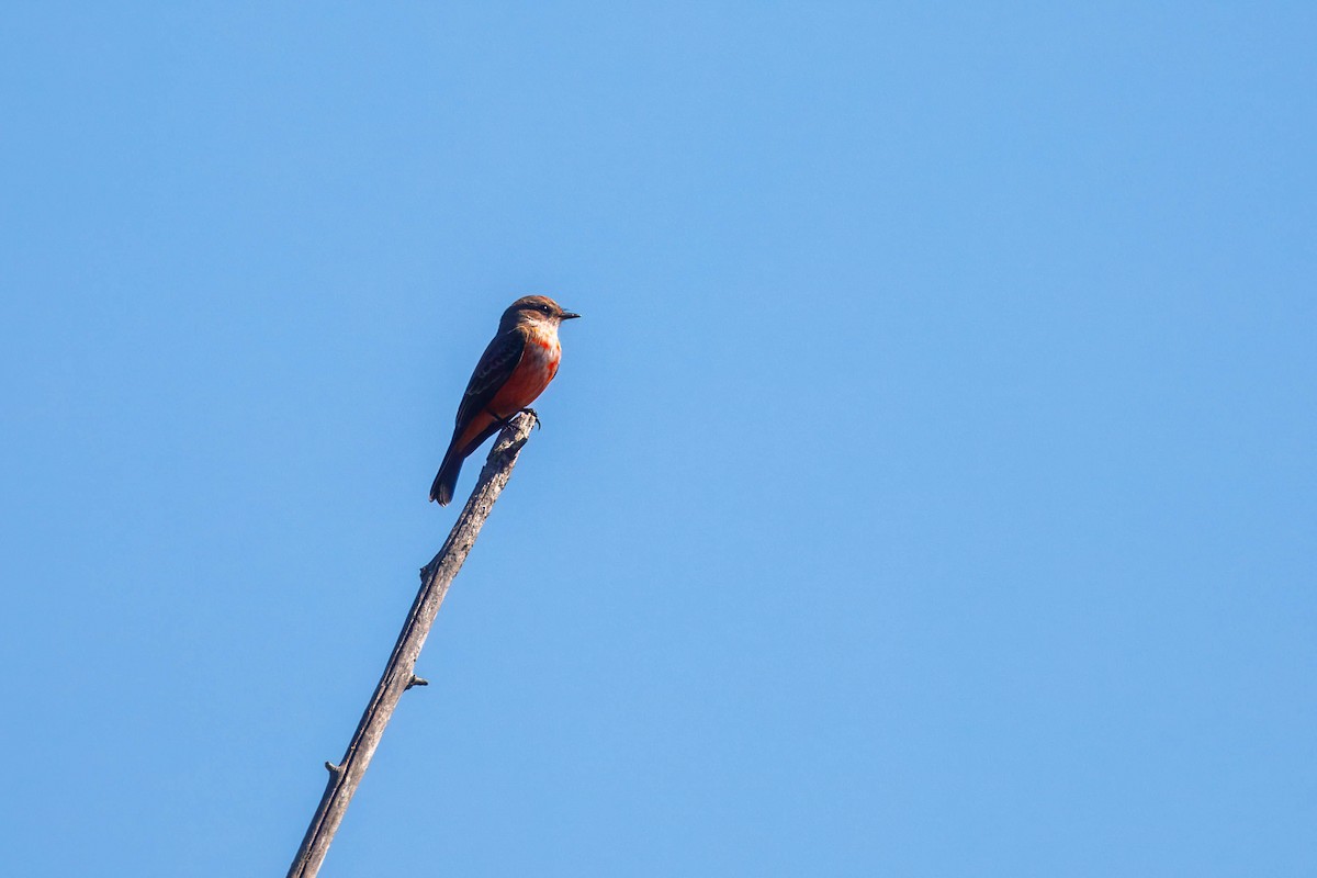 Vermilion Flycatcher - ML642549254