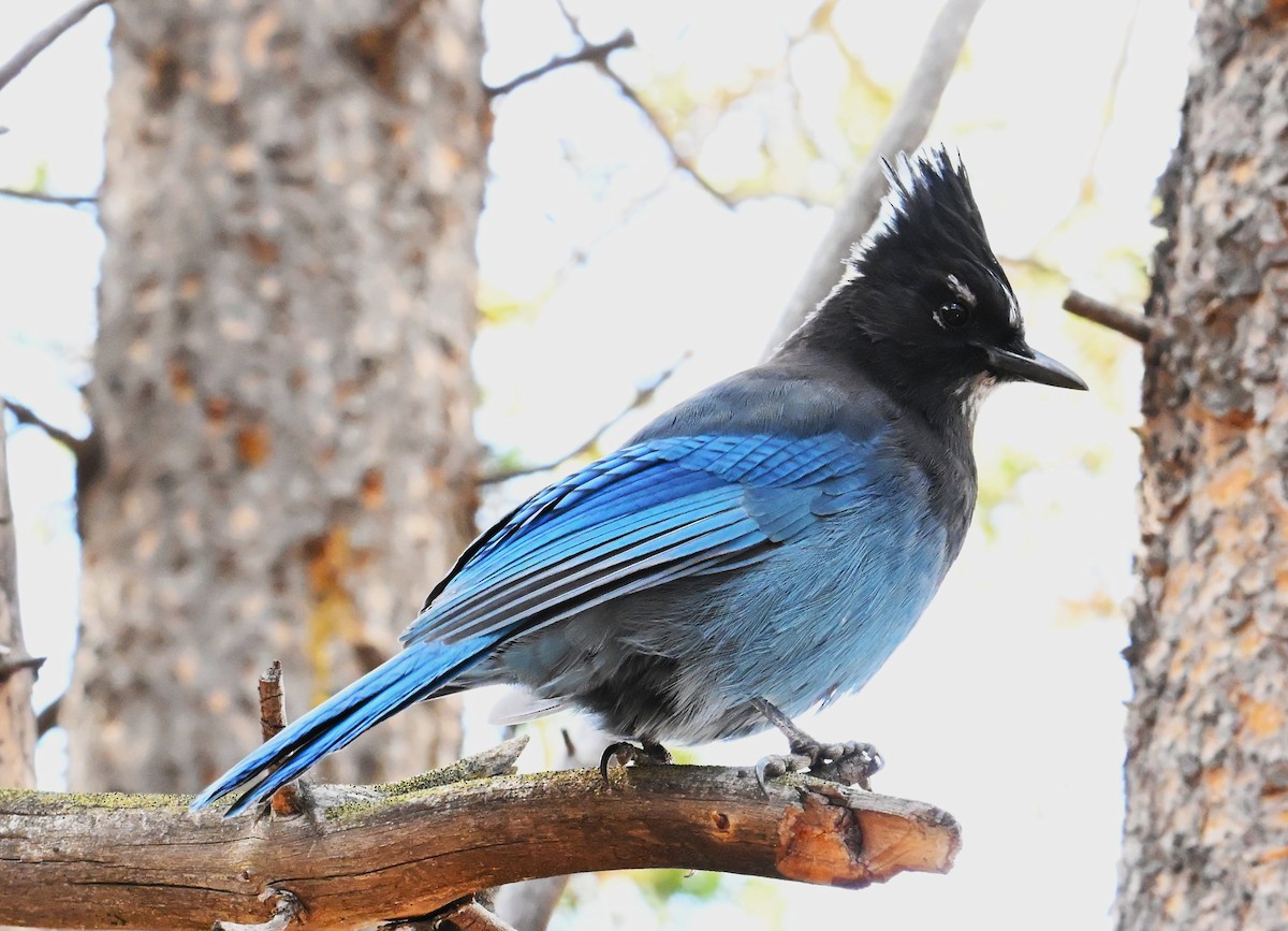 Steller's Jay - ML642549259