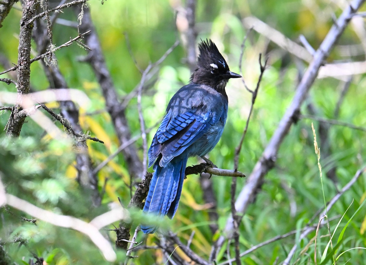 Steller's Jay - ML642549260