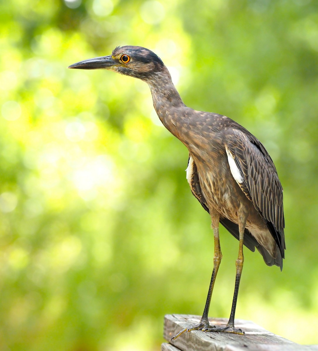 Yellow-crowned Night Heron - ML642549269