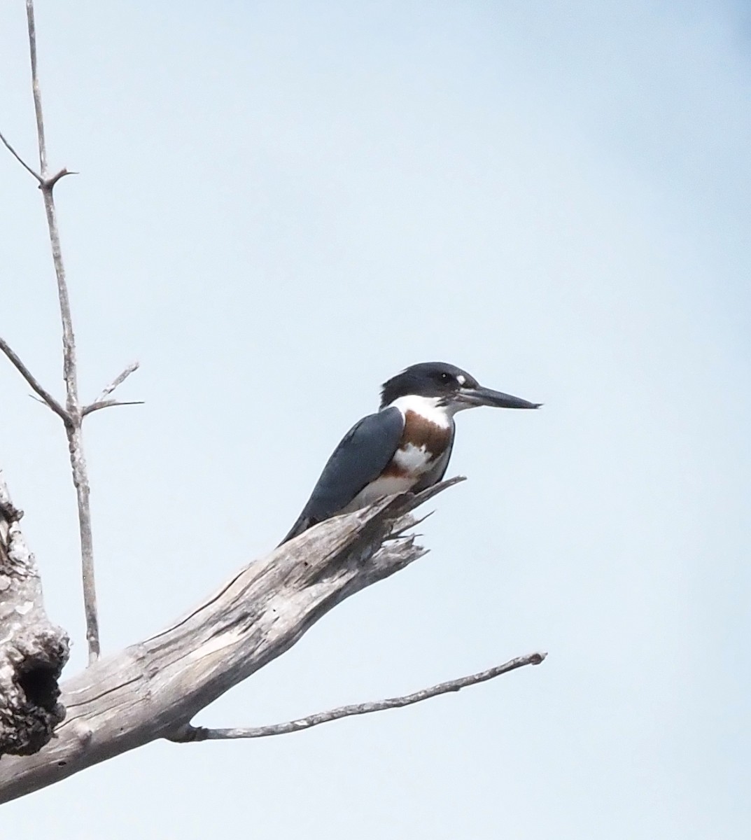 Belted Kingfisher - ML642549288
