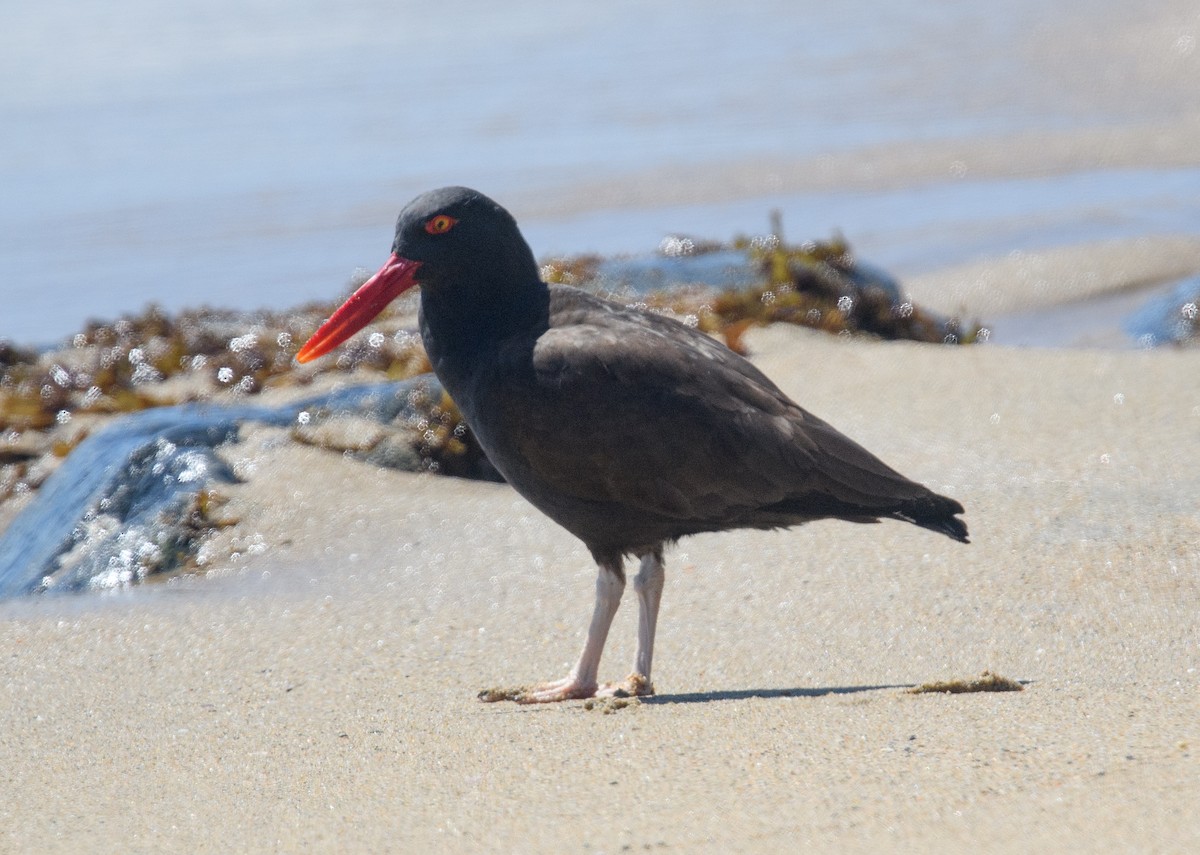 Blackish Oystercatcher - ML642549298