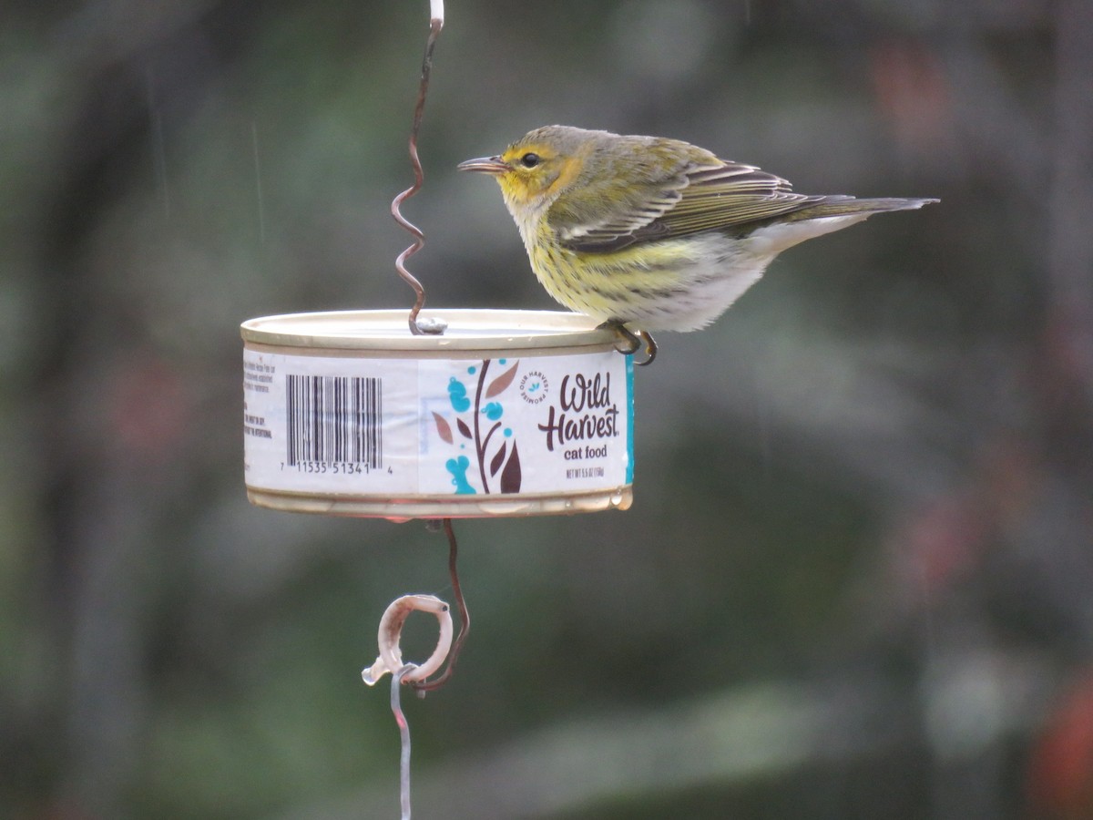 brunkinnparula - ML642549320