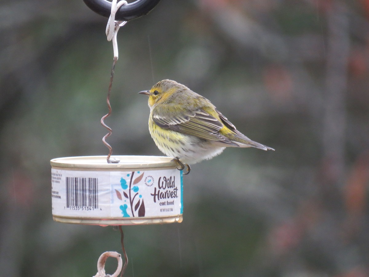 brunkinnparula - ML642549323