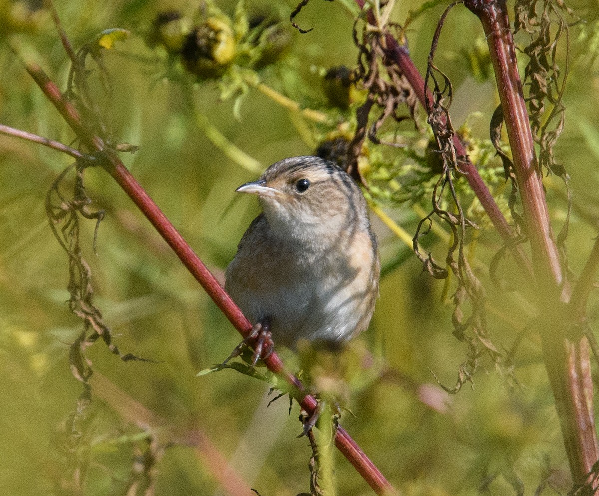 Sedge Wren - ML642549354