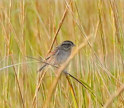 Swamp Sparrow - ML642549357