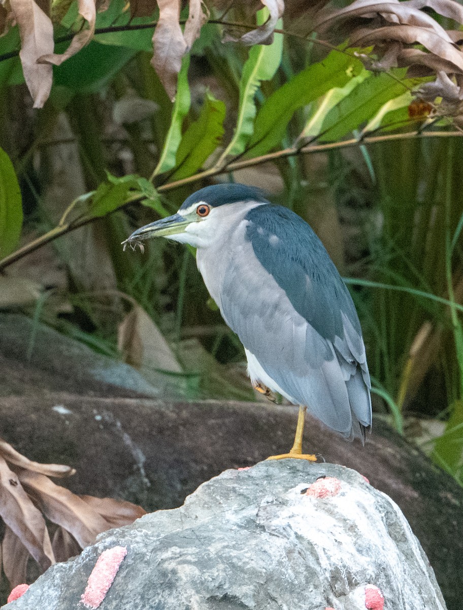 Black-crowned Night Heron - ML642549361