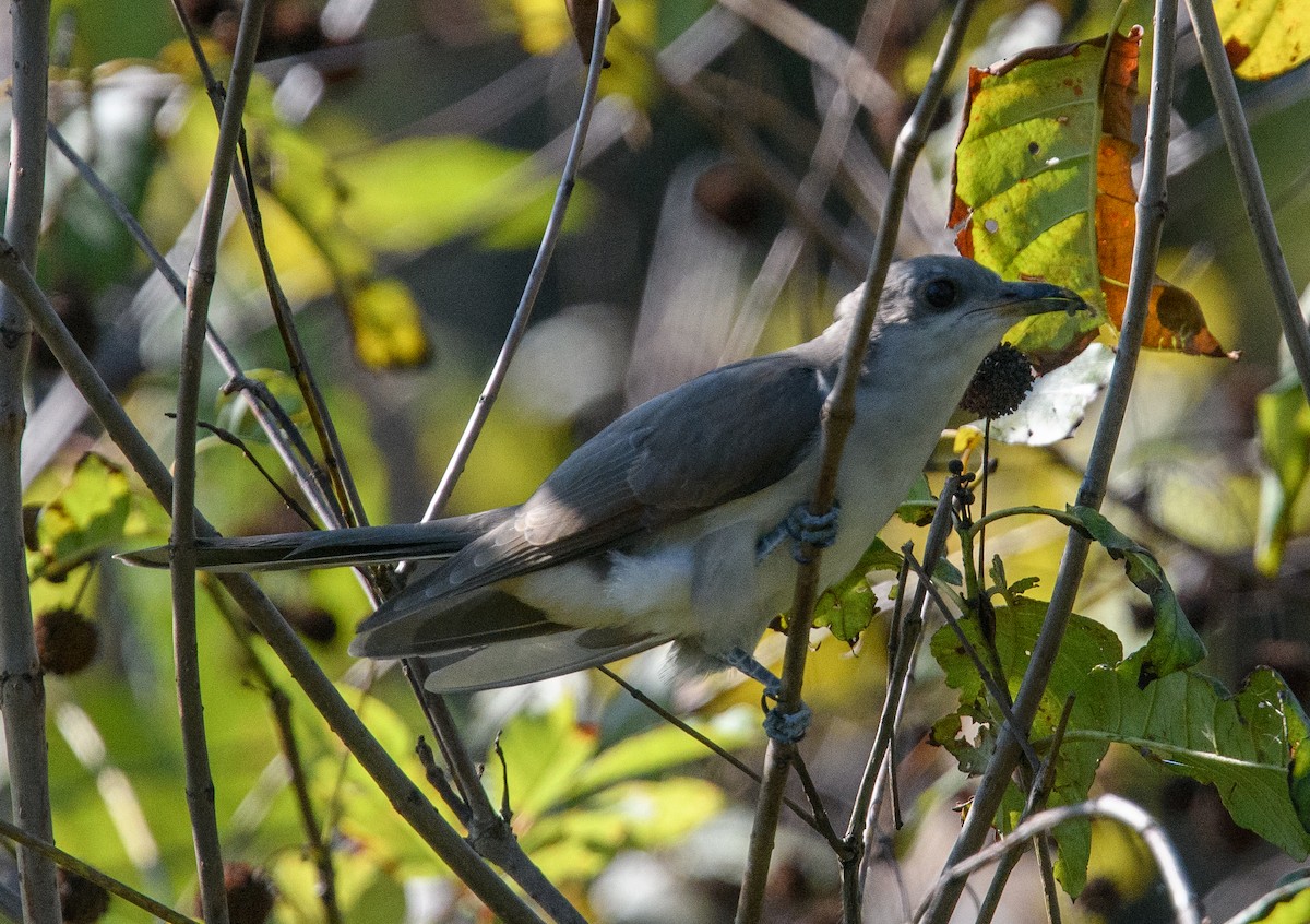 Yellow-billed Cuckoo - ML642549364