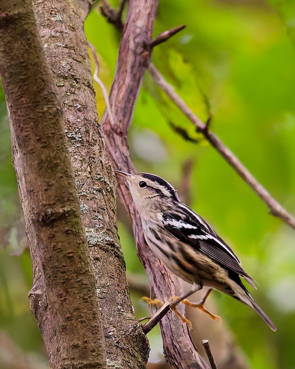 Black-and-white Warbler - ML642549402