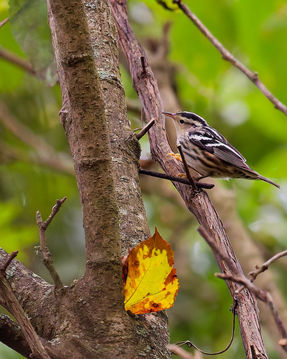 Black-and-white Warbler - ML642549403