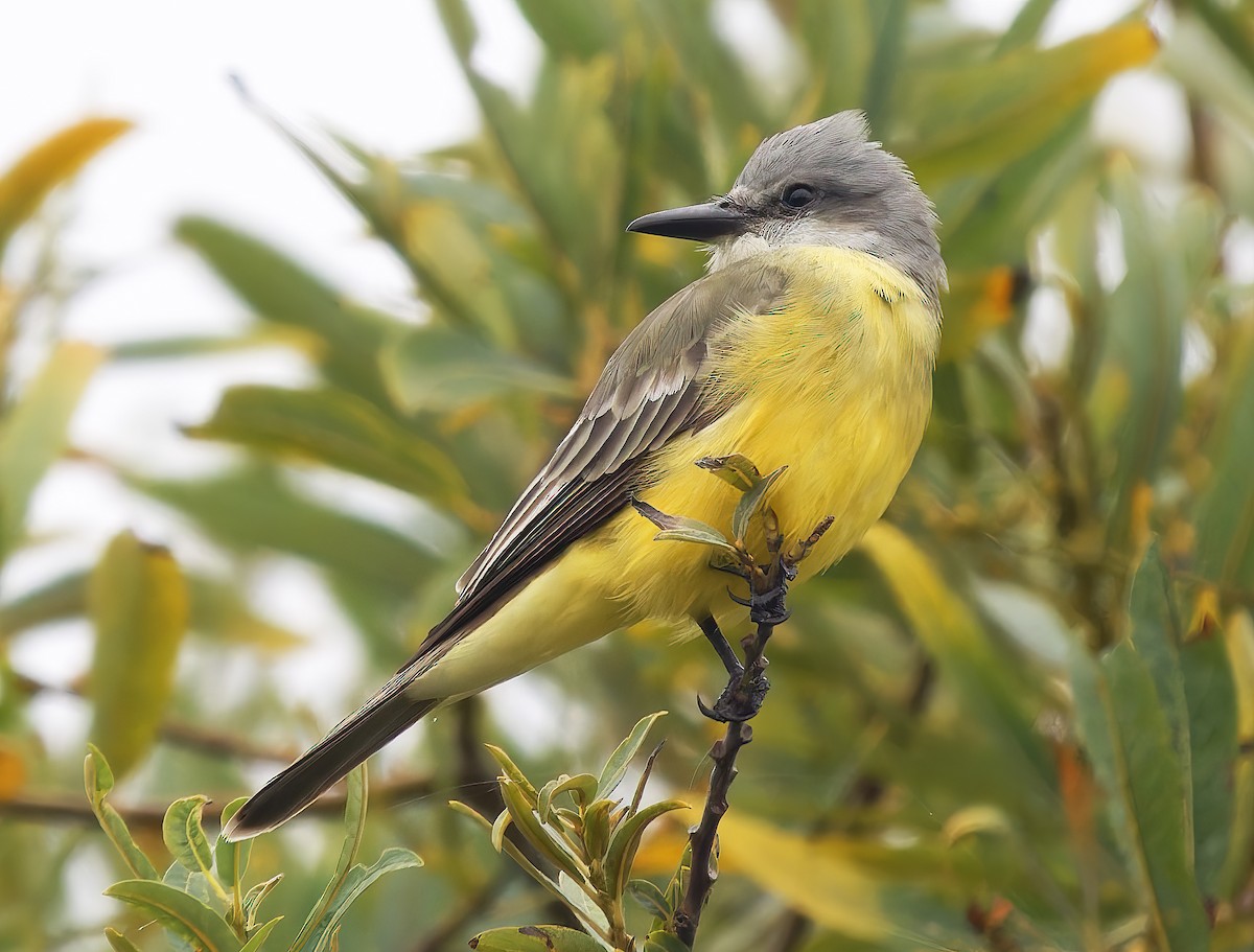 Tropical Kingbird - ML642549414