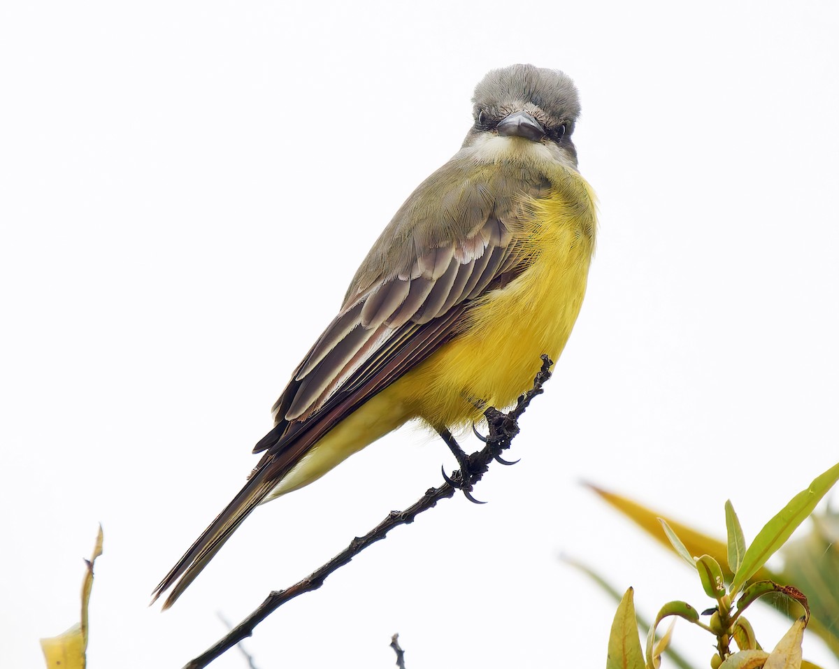 Tropical Kingbird - ML642549417