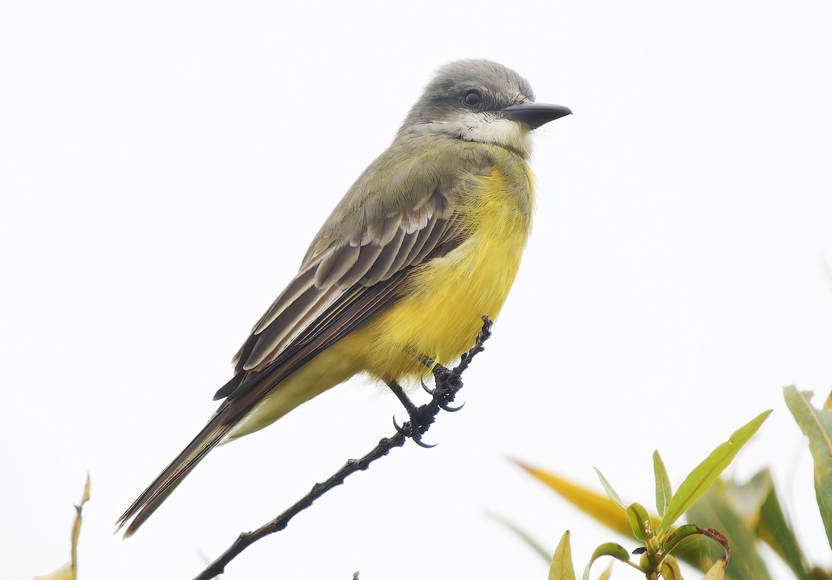 Tropical Kingbird - ML642549418