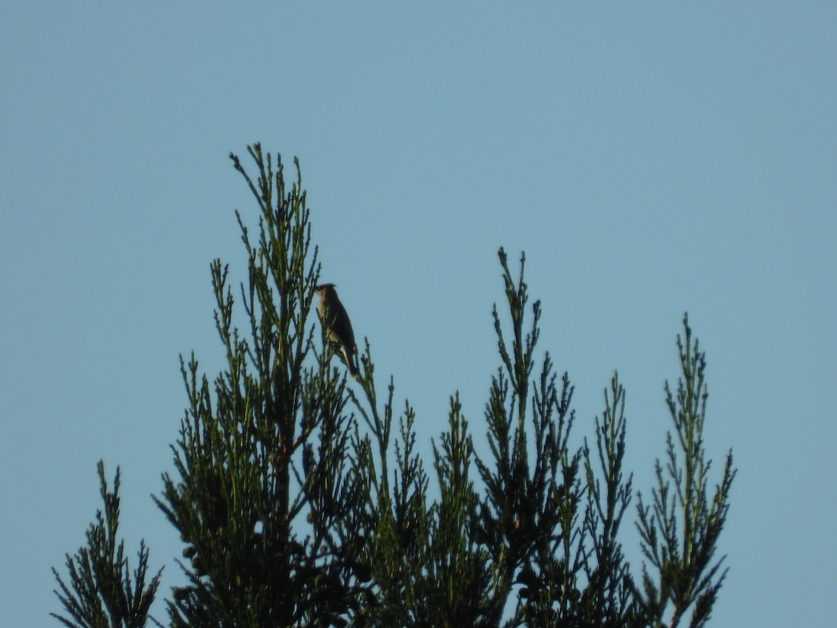 Cedar Waxwing - ML642549426
