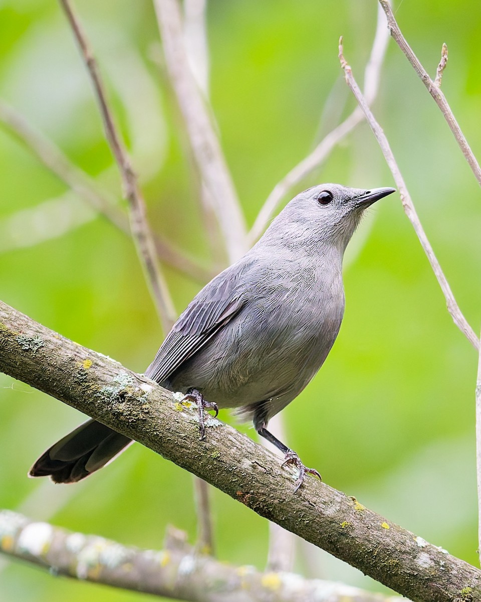 Gray Catbird - ML642549449