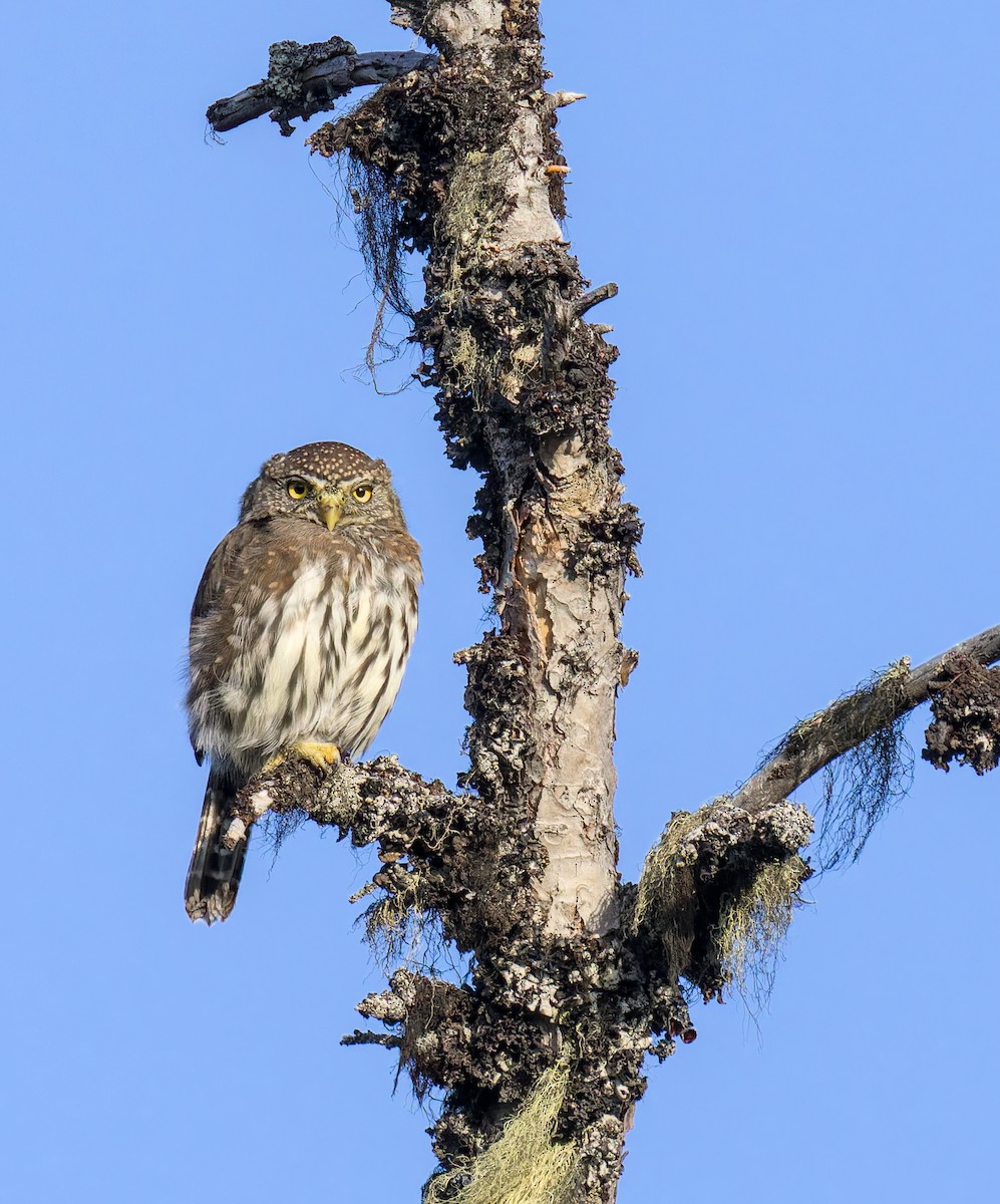 Northern Pygmy-Owl - ML642549461
