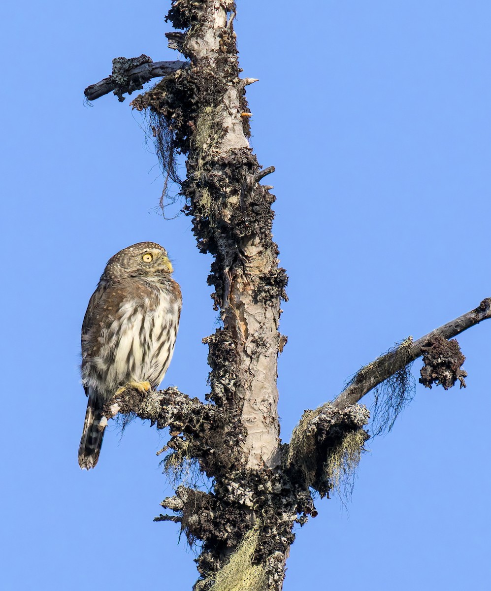 Northern Pygmy-Owl - ML642549462
