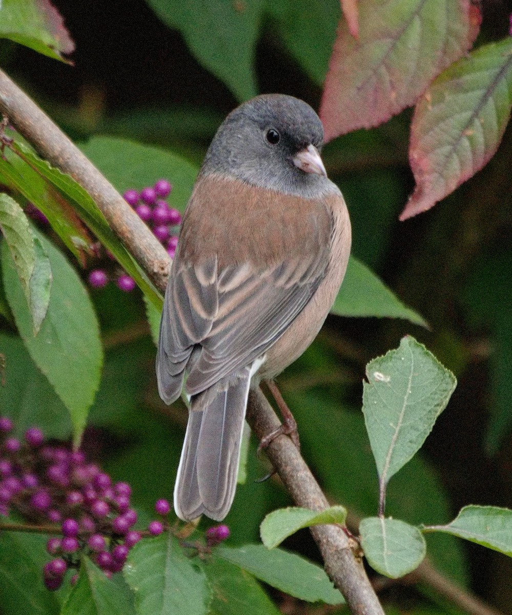 Dark-eyed Junco (Oregon) - ML642549472