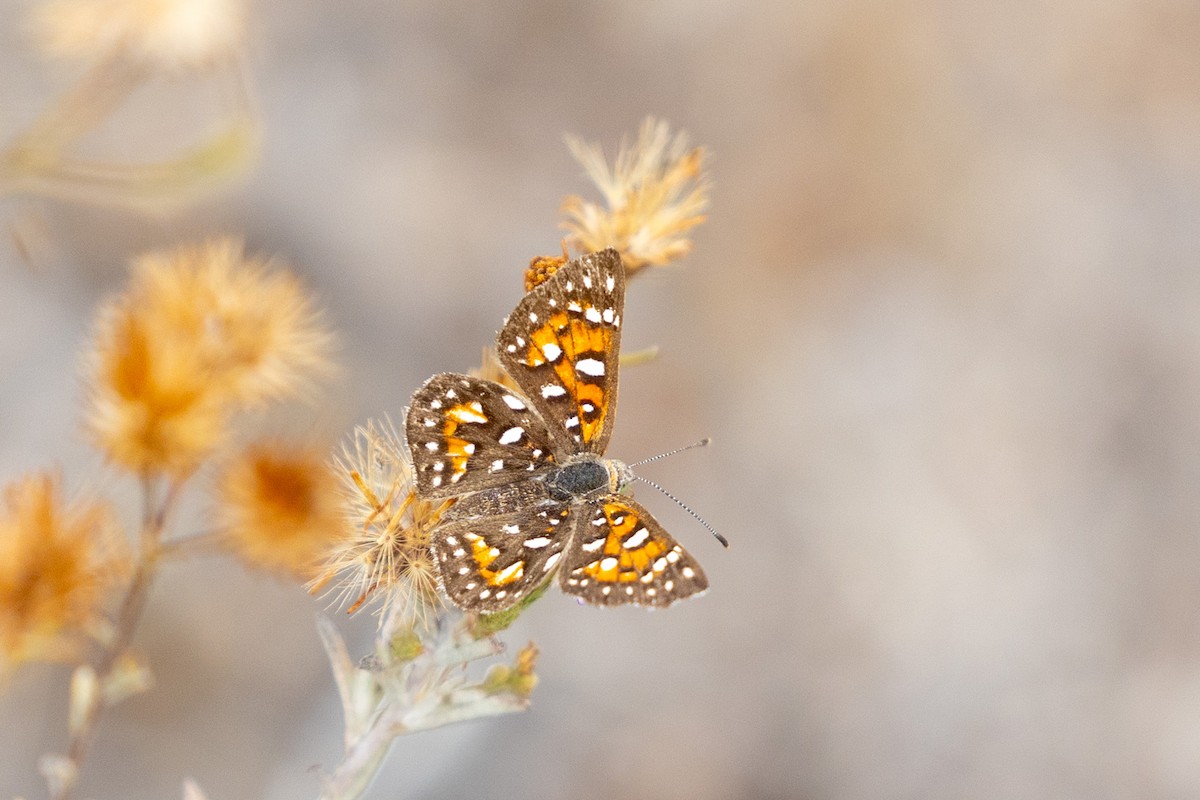 Behr's Metalmark - ML642549498