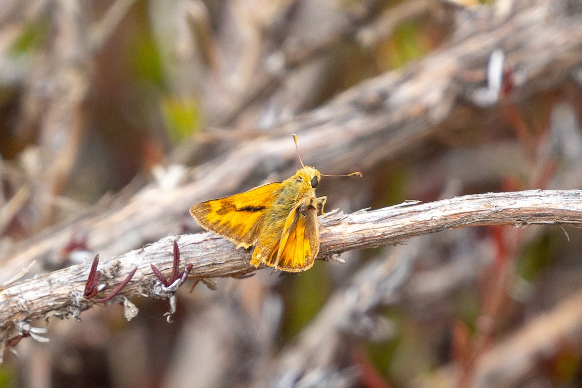 Fiery Skipper - ML642549499