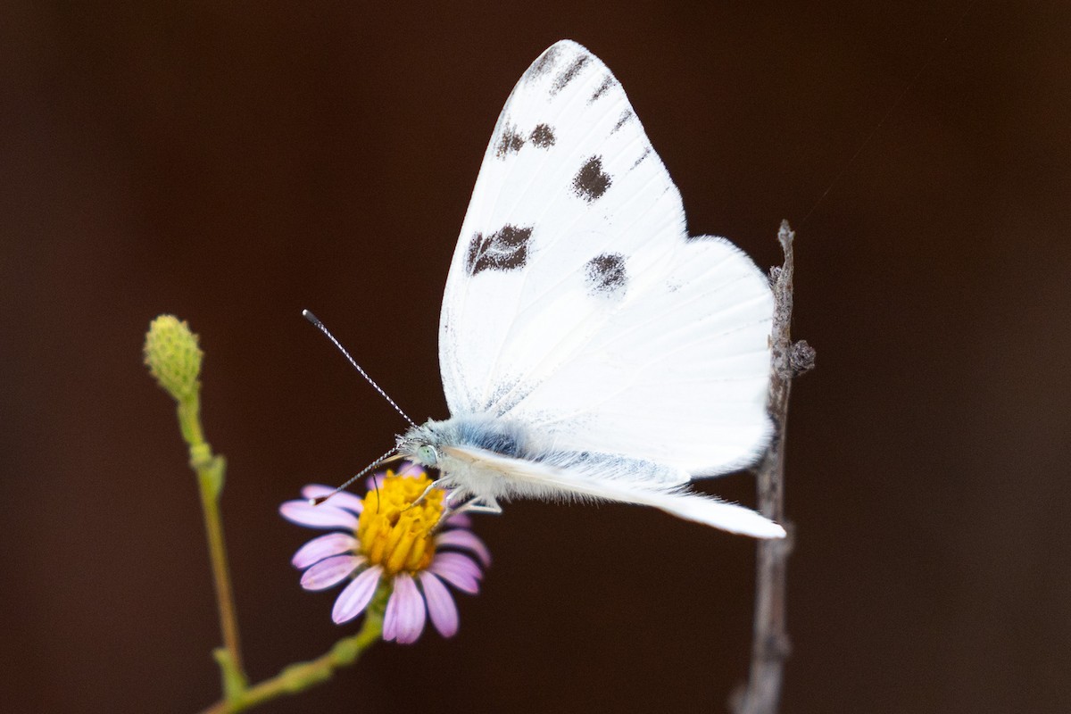 Checkered White - ML642549500