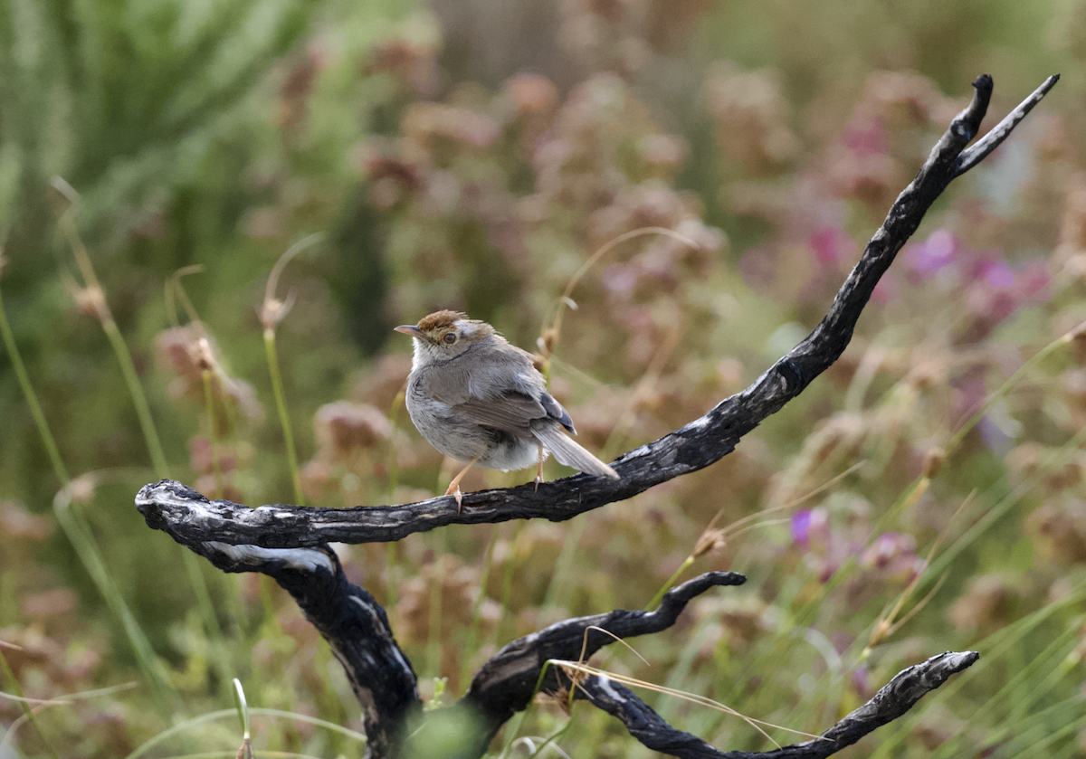 Piping Cisticola - ML642549537