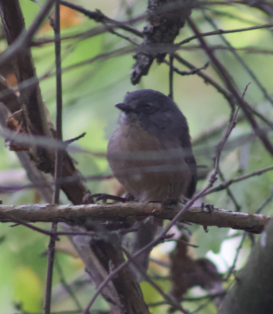 Wrentit - ML642549564