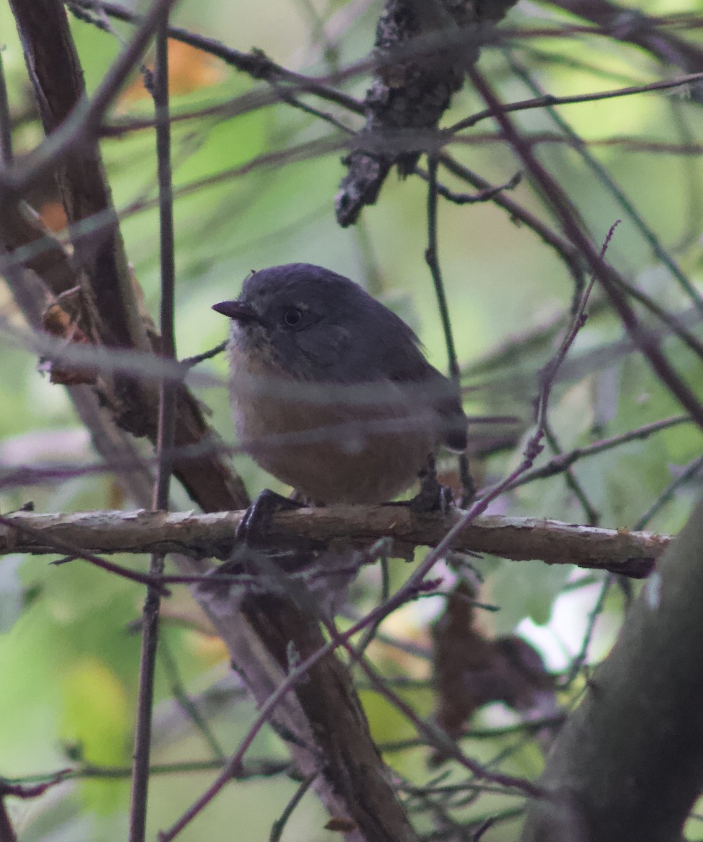 Wrentit - ML642549565