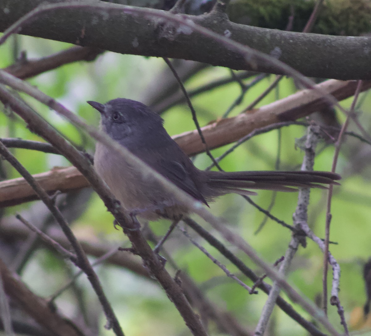 Wrentit - ML642549566