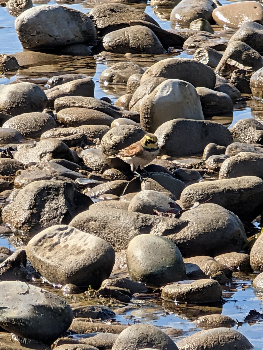 Horned Lark - ML642549658