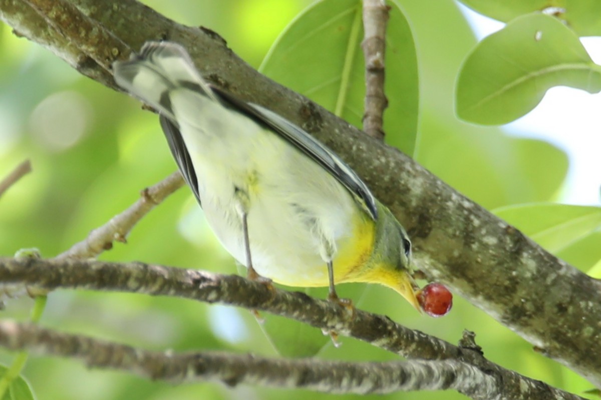 Parula Norteña - ML642549673
