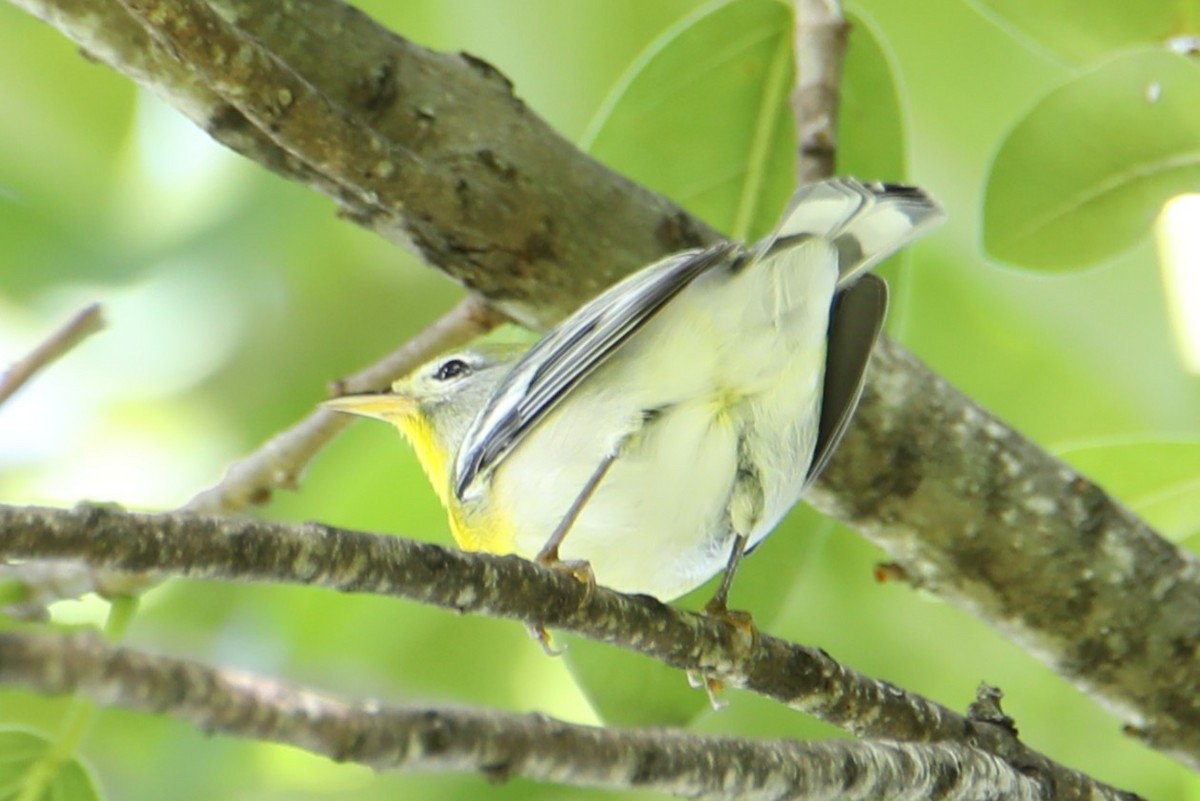 Parula Norteña - ML642549674
