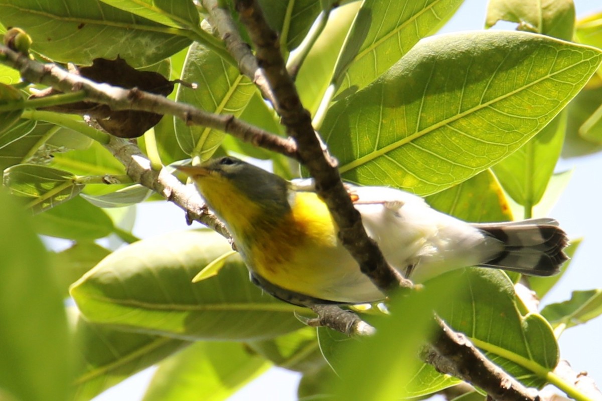 Parula Norteña - ML642549675