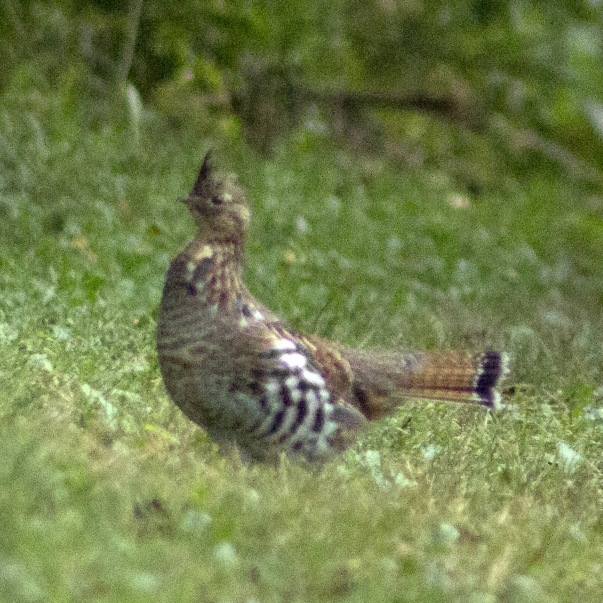Ruffed Grouse - ML642549704