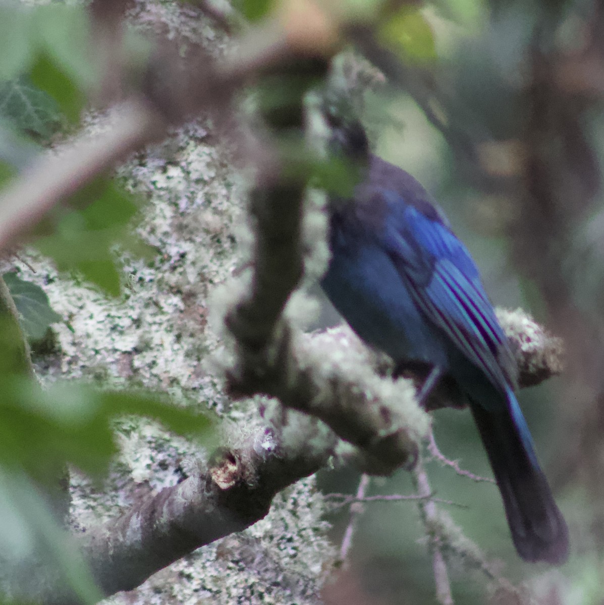 Steller's Jay - ML642549722
