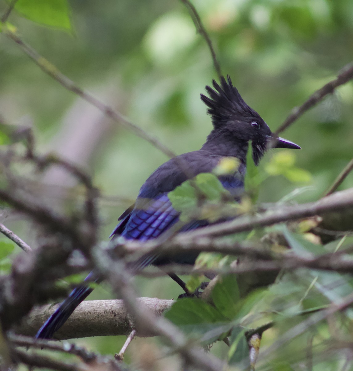 Steller's Jay - ML642549723