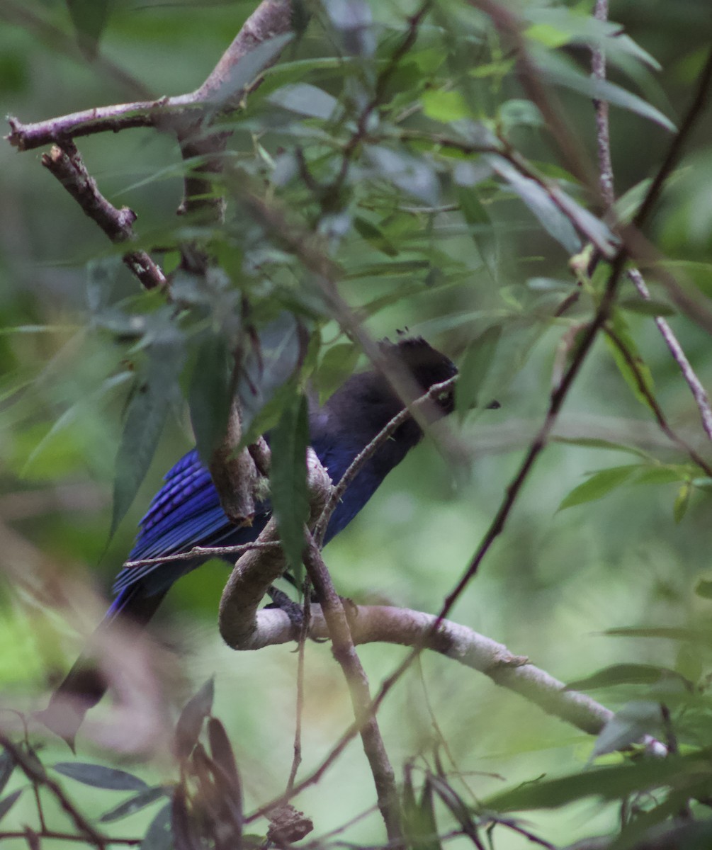 Steller's Jay - ML642549724