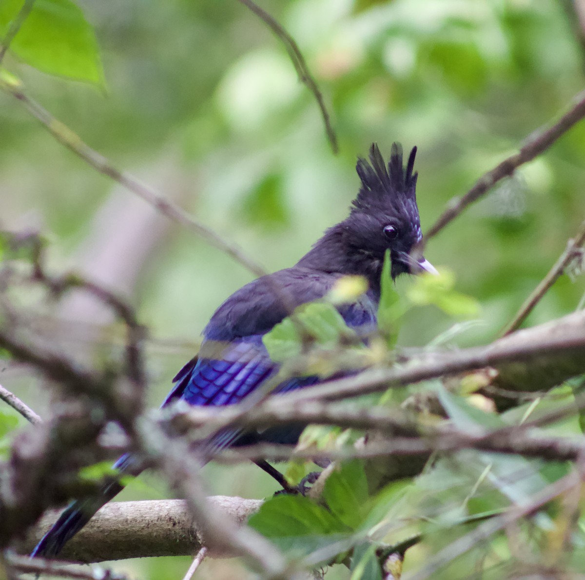 Steller's Jay - ML642549726