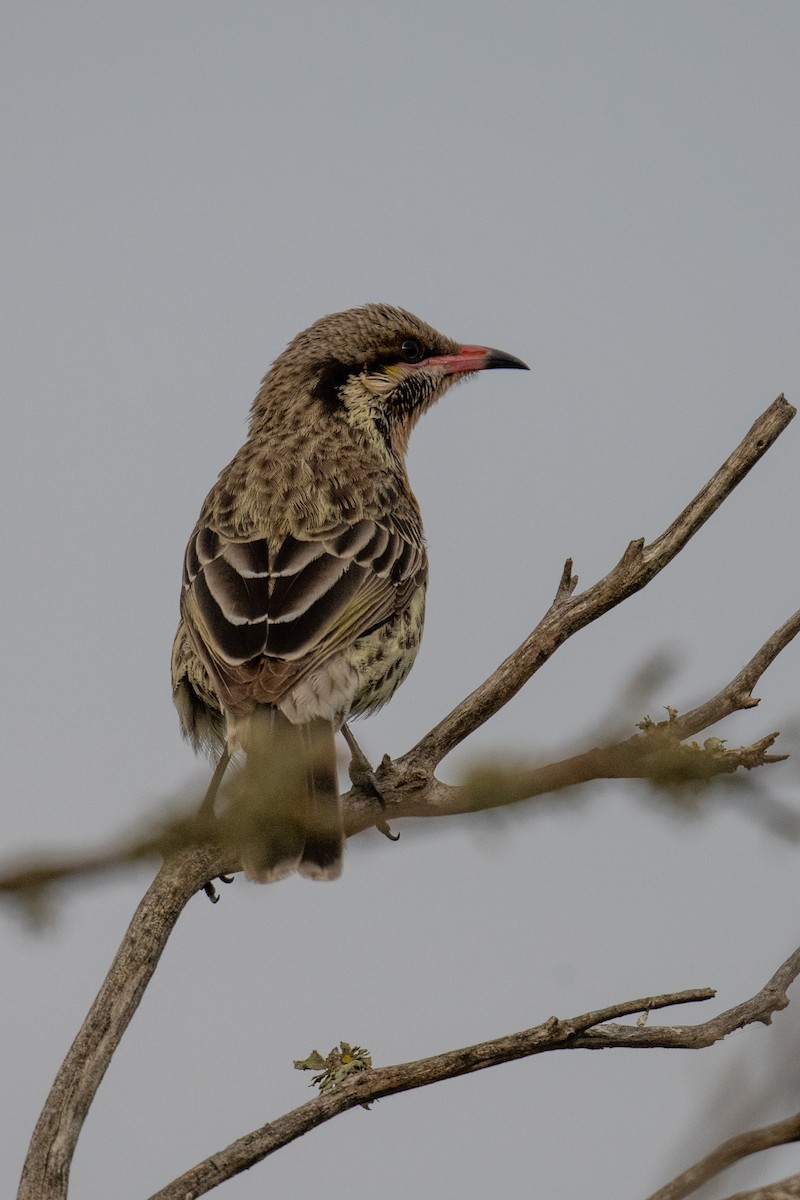 Spiny-cheeked Honeyeater - ML642549762