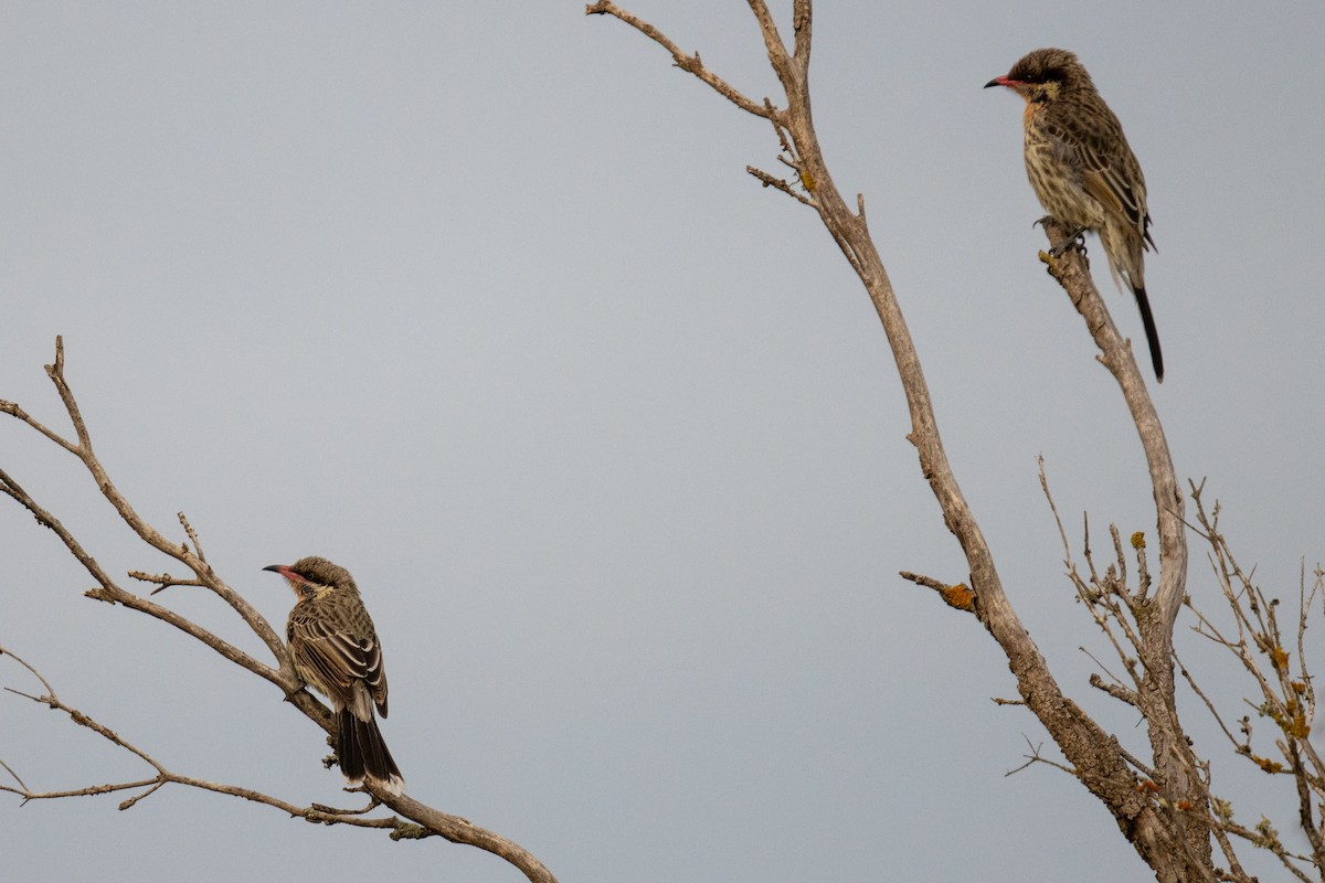 Spiny-cheeked Honeyeater - ML642549763