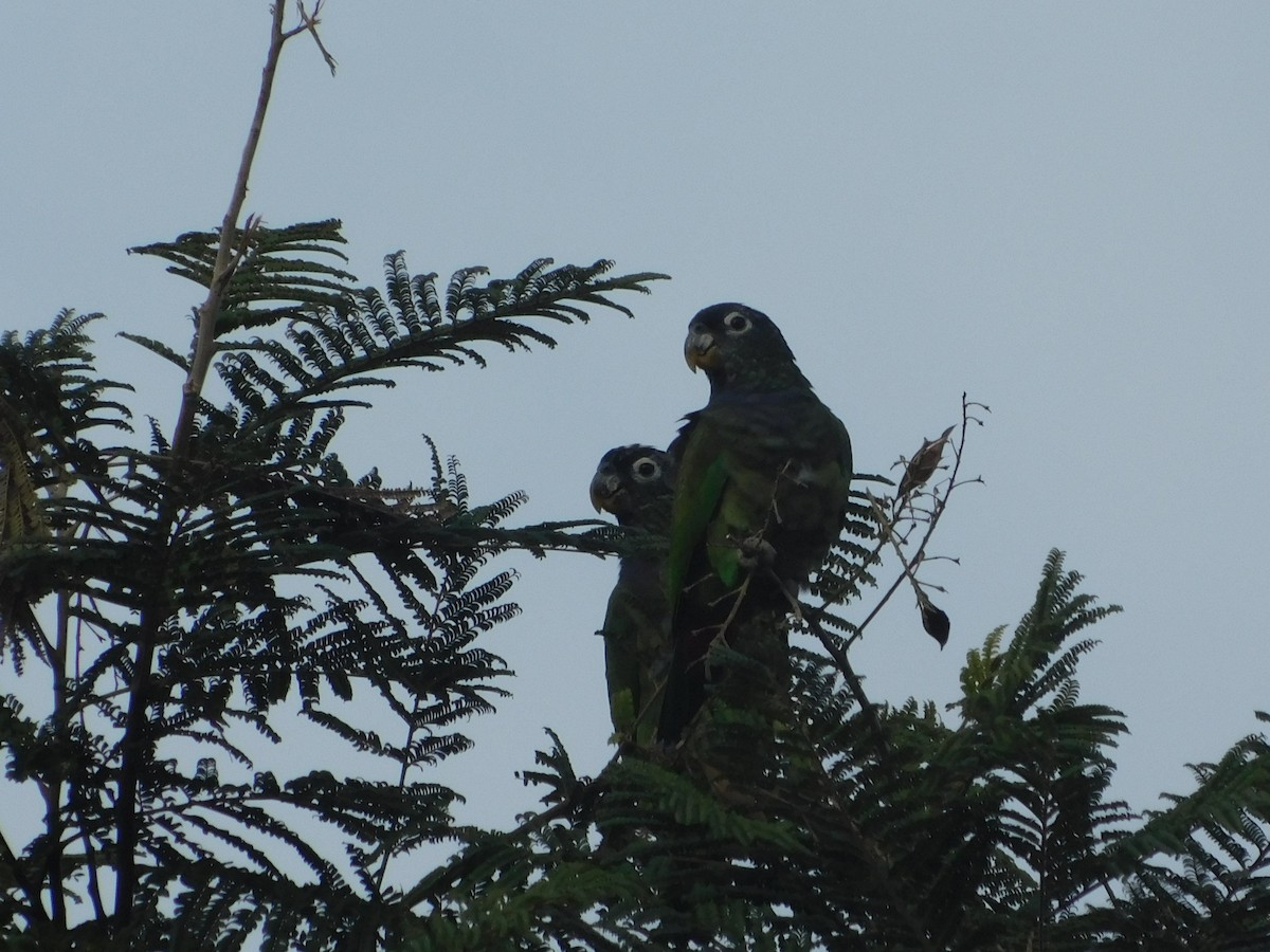 Scaly-headed Parrot - ML642549769