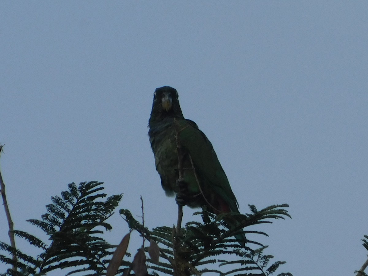 Scaly-headed Parrot - ML642549771