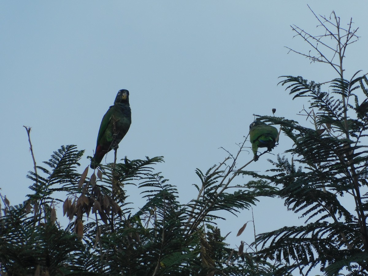 Scaly-headed Parrot - ML642549773