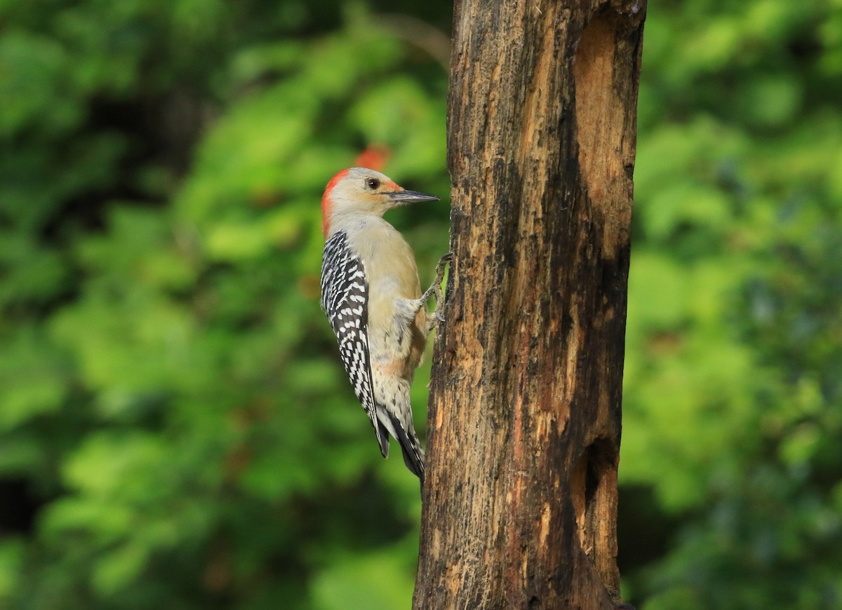 Red-bellied Woodpecker - ML642549807