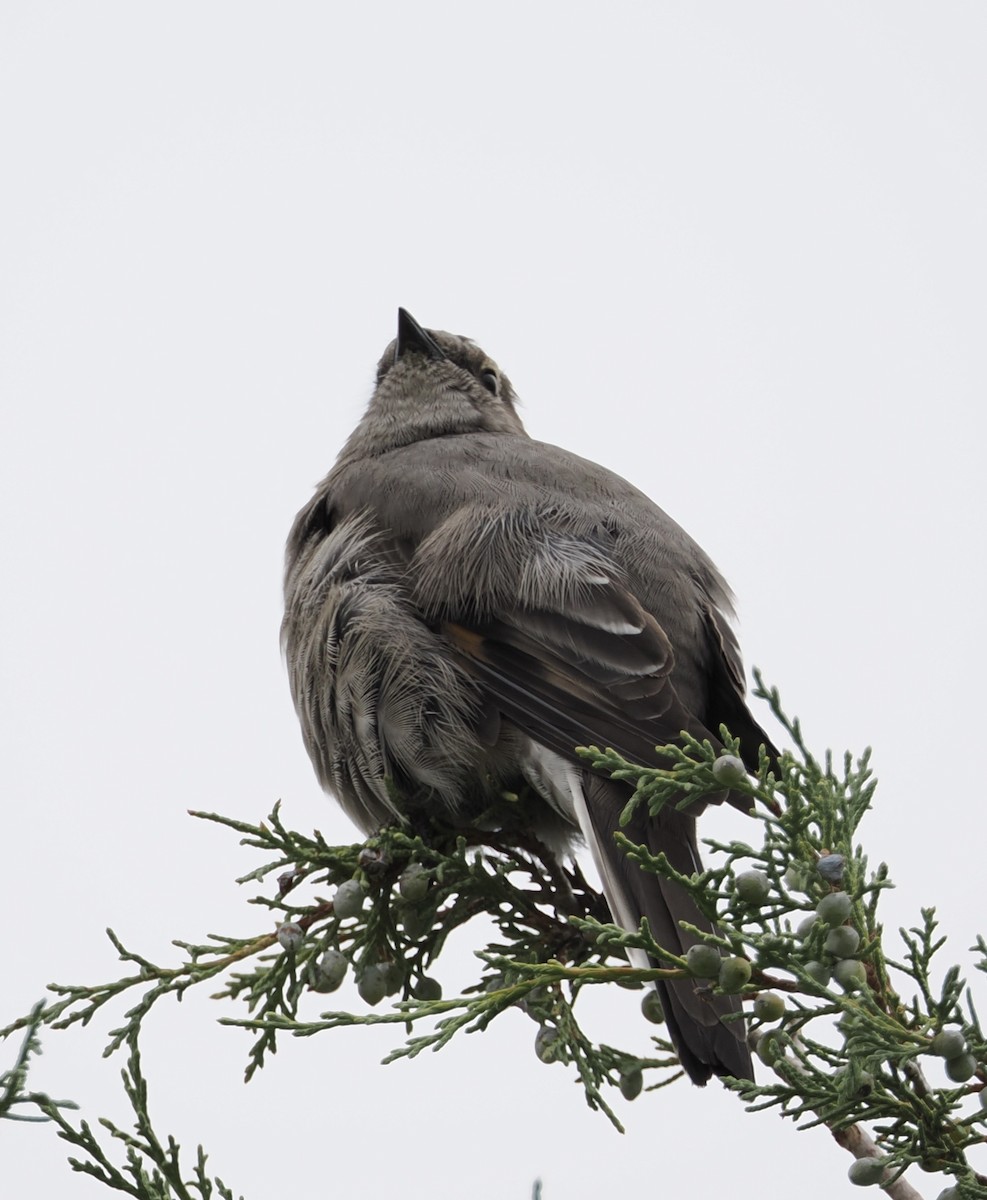 Townsend's Solitaire - ML642549873