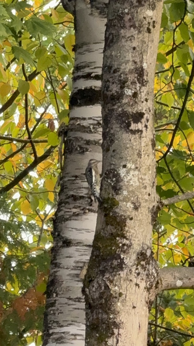Yellow-bellied Sapsucker - ML642549891