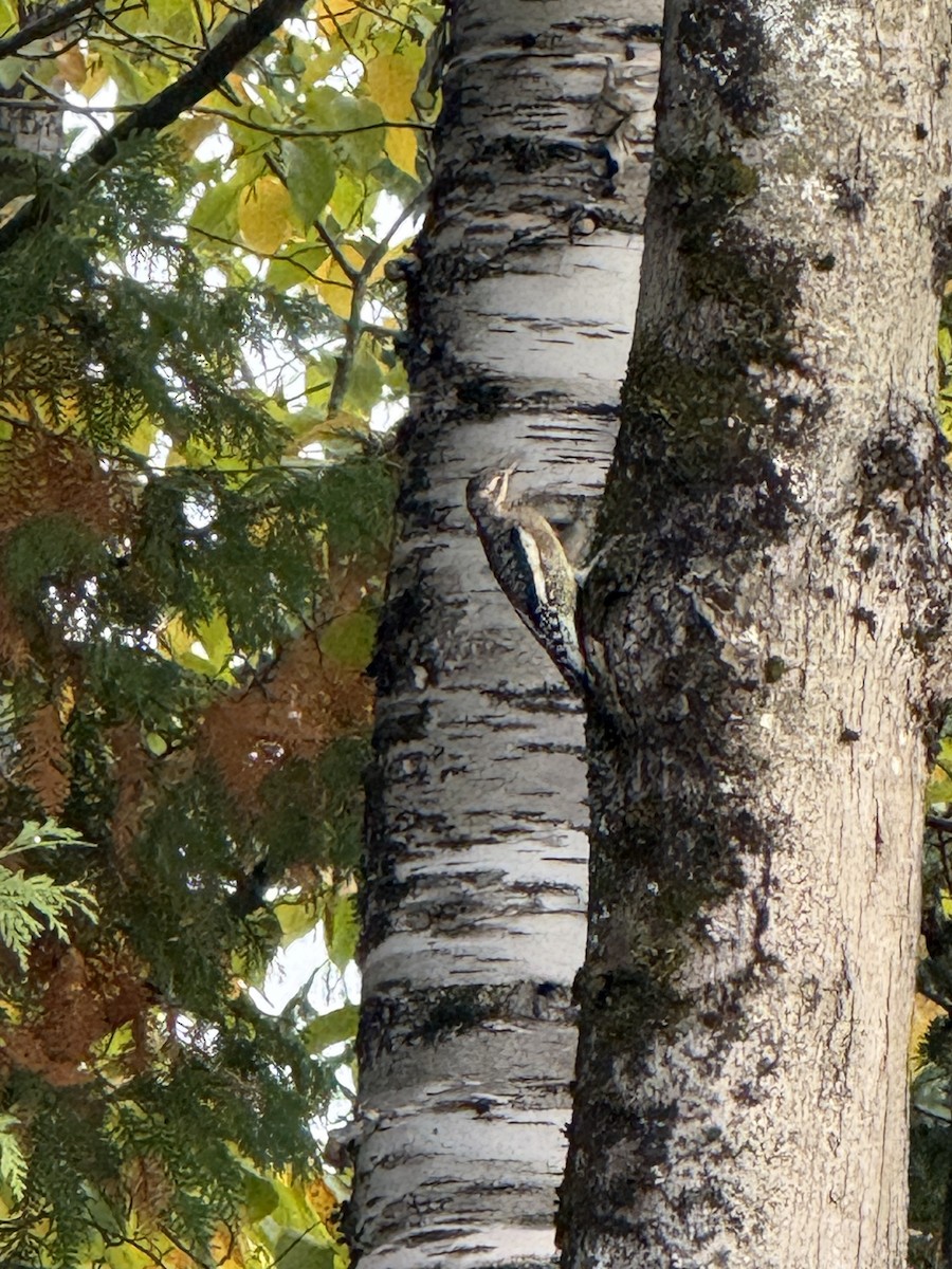 Yellow-bellied Sapsucker - ML642549892